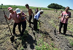 Секрет аграрного "китайского чуда" на российской почве не в особых технологиях, а в работе с огоньком