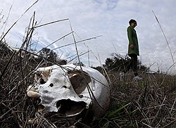 Всходы на "ферме трупов" являются последствиями какого-либо летального исхода  