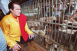 На экране Стивен Сигал побеждал бандитов и спасал животных, а в жизни испугался мафии и убил щенка 