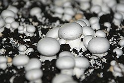 Шампиньоны можно выращивать где угодно. Лучший грунт для них - конский навоз, а вот к свету они не требовательны