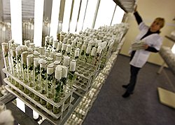 Во Всероссийском научно-исследовательском институте картофельного хозяйства имени А.Г. Лорха безвирусный семенной картофель выращивают методом микроклонального размножения in vitro 