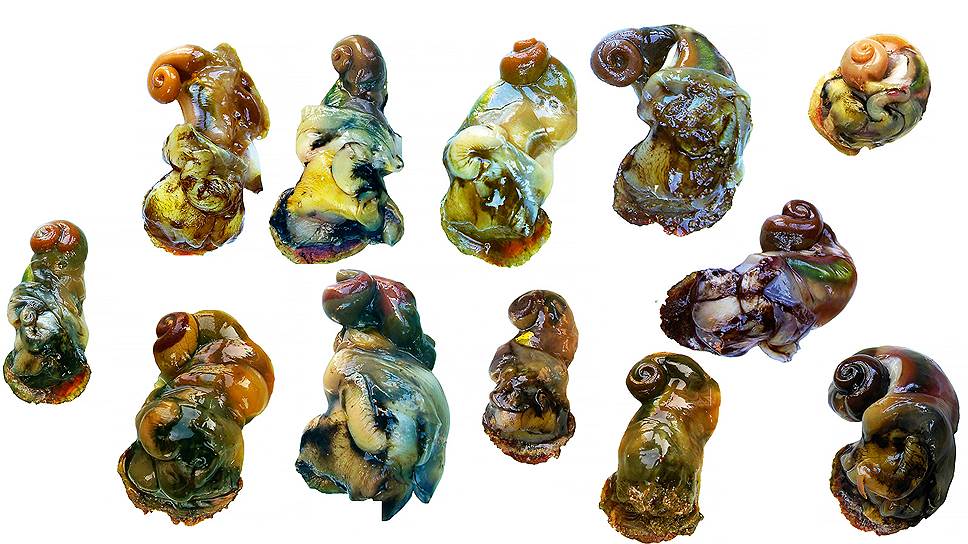 Рис. 01 Вариации окраски гонад самцов из бухт Круглой и Ласпи, Крым