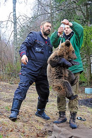 Охотовед Юрий Красовский (слева) и биолог-охотовед Владимир Бологов (справа) взвешивают медвежонка после выхода из берлоги. Перед выпуском устанавливается радиометка на ухо для последующего слежения за ним 