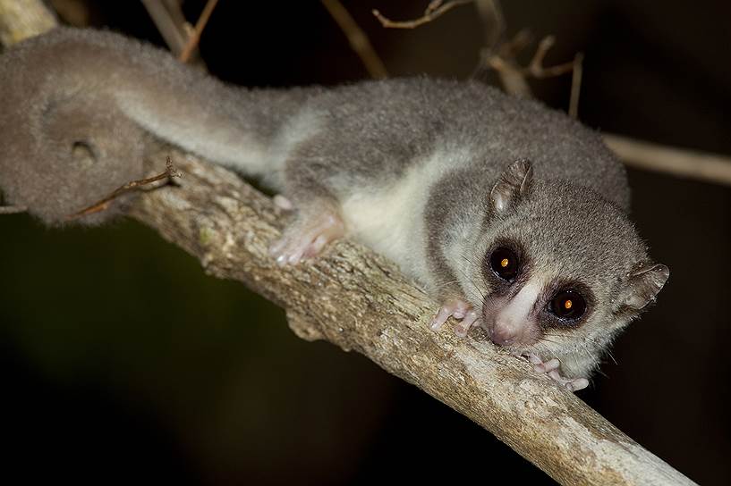 Толстохвостый лемур (Cheirogaleus medius) распространен в западной части острова Мадагаскар. Питается насекомыми, мелкими млекопитающими, фруктами и цветами. Летняя спячка толстохвостого лемура может длиться до семи месяцев, интересно, что температура его тела во время эстивации зависит от температуры в дупле, куда он забивается спать. Жир он запасает в основании длинного (той же длины, что и тело - до 19 см) хвоста. Живет толстохвостый лемур существенно дольше других лемуров - до 30 лет