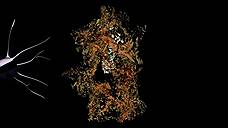 В) гибель клетки, вызванная действием аптамера