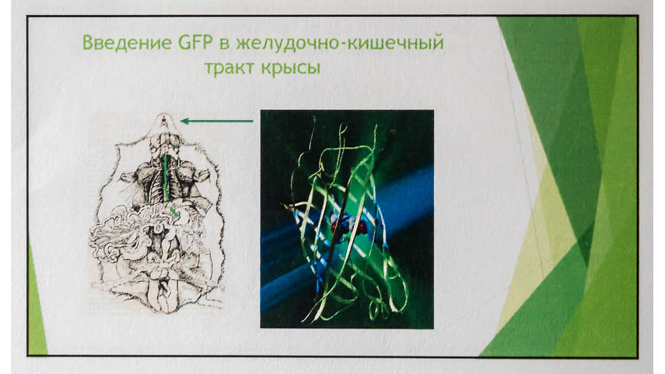 Фрагмент доклада (презентации) академика Наточина