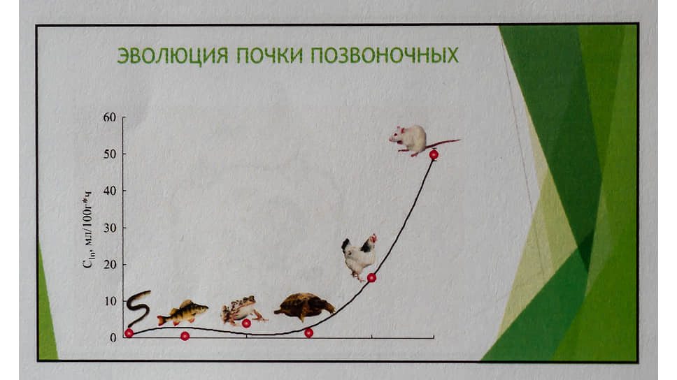 Фрагмент доклада (презентации) академика Наточина