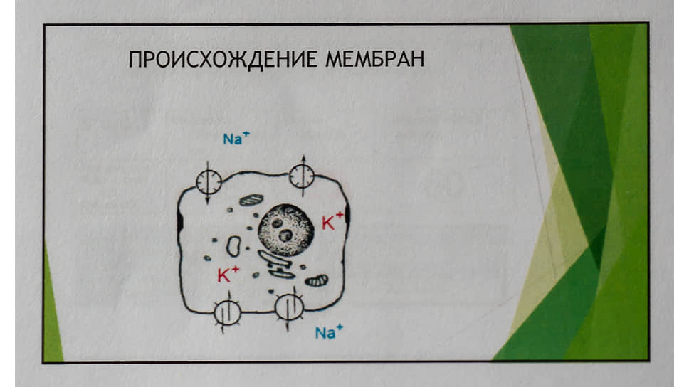 Фрагмент доклада (презентации) академика Наточина