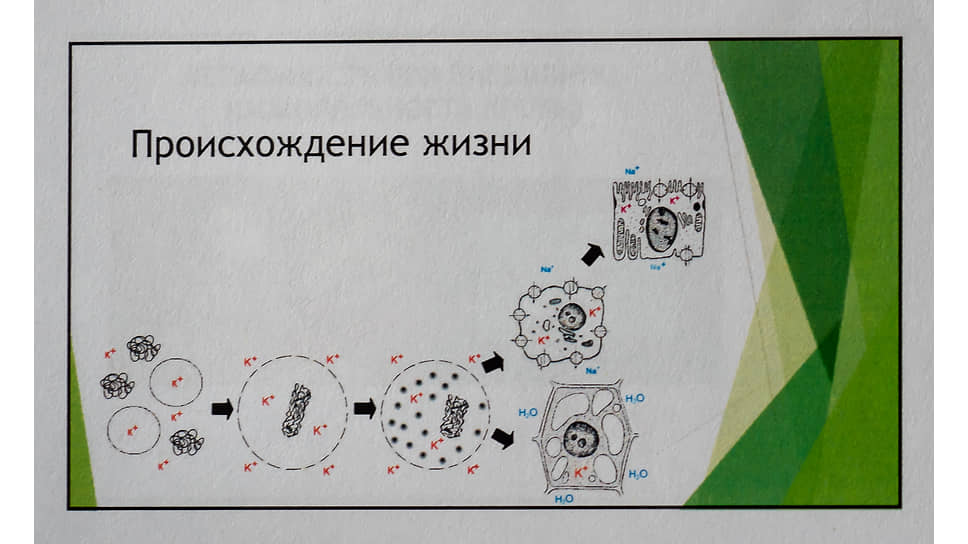 Фрагмент доклада (презентации) академика Наточина