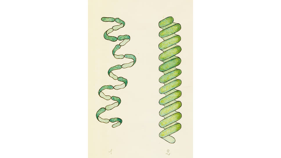 Arthrospira Okensis и Spirulina flavovirens, цианобактерии или сине-зеленые водоросли 