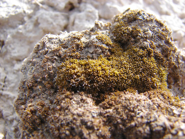 Мох Syntrichia caninervis 