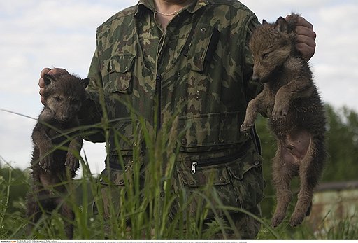 Первые волчата появились у Дмитрия в то время, когда он работал в охотничьем хозяйстве. Оно выращивало волков специально для охоты. И если убивали волчицу, то вслед за ней — и всех ее волчат. Как-то раз он попросил оставить себе парочку, потом еще одного…