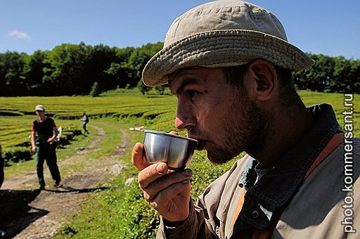 В результате всех операций тонна собранных листиков превращается в 250 килограммов готового чая. Первыми оценить вкусовые качества продукта берутся сами рабочие