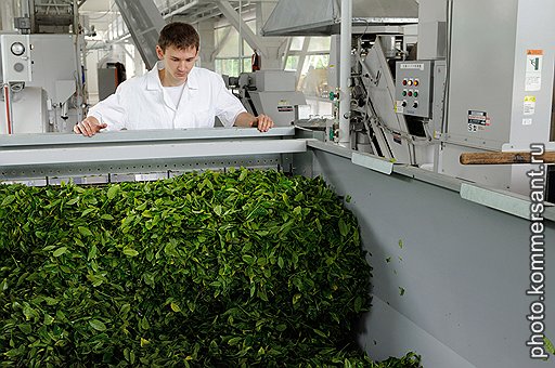 Каким в результате окажется чай — черным или зеленым,— зависит от обработки листочков, а вовсе не от специального сорта. На одной линии свежий лист обдают паром, чтобы остановить ферментацию, потом несколько часов завяливают при температуре около 37 градусов, аккуратно скручивают, чтобы сильно не давился, а затем сушат. Так получается зеленый чай. На другой линии чайное сырье подвяливают, стимулируя ферментацию, скручивают так, чтобы выделялся сок, а потом сушат. Так получается черный