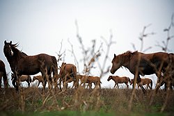 Остров порос чабрецом и полынью — а это лучший корм для лошадей