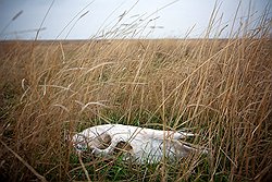 Прошлой зимой от голода и сильных морозов половина табуна погибла