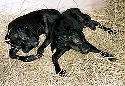 Коровы Ното и Кага