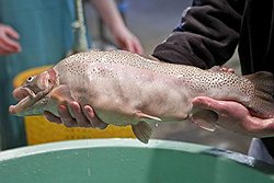 Это совсем еще юная "суперфорель", которую вывел Терри Брэдли. Чем дольше будет расти рыба, тем больше она будет бугриться - мышцы у нее растут безостановочно