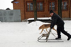 Санки с длинными стальными полозьями и высоким "стульчиком" — основной зимний вид транспорта в поселке. Управлять ими, как уверяют местные жители, просто: одной ногой стоишь на полозе, другой ногой "газу поддаешь" 