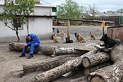 Работа в приюте для животных далась тяжело
