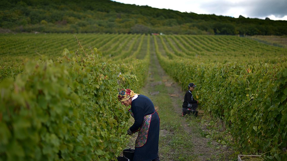 За час уборки винограда можно заработать 75 рублей 