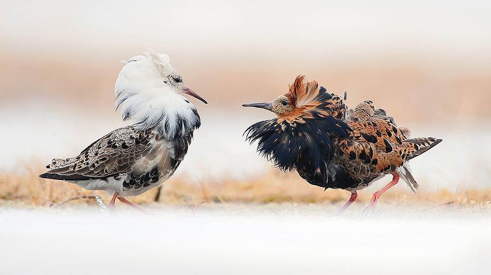 Зимуют турухтаны в теплых краях, а брачный сезон проводят здесь. Драки за самку у них жестокие, до крови