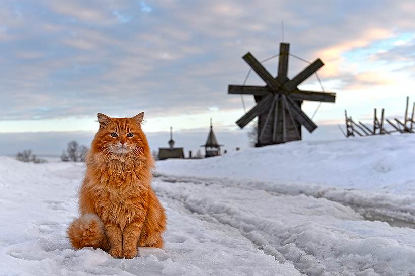 Кот Кеша — живой символ заповедника. Ему уже больше 15 лет, он пережил свою хозяйку и теперь гостит то у полицейских, то у сотрудников музея. Музейщики, туристы и доброжелатели в интернете собирают ему на корм 