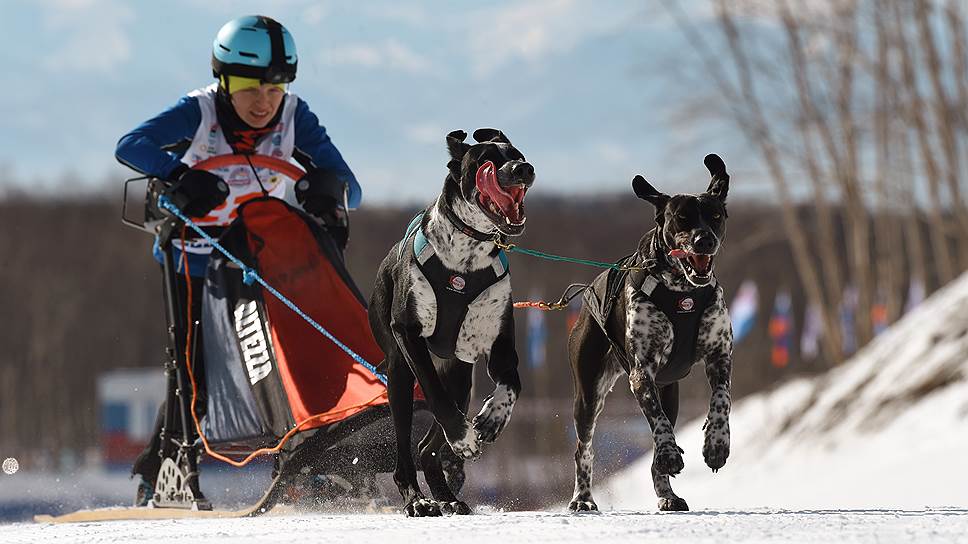 Ездовой спорт на Камчатке особенно популярен