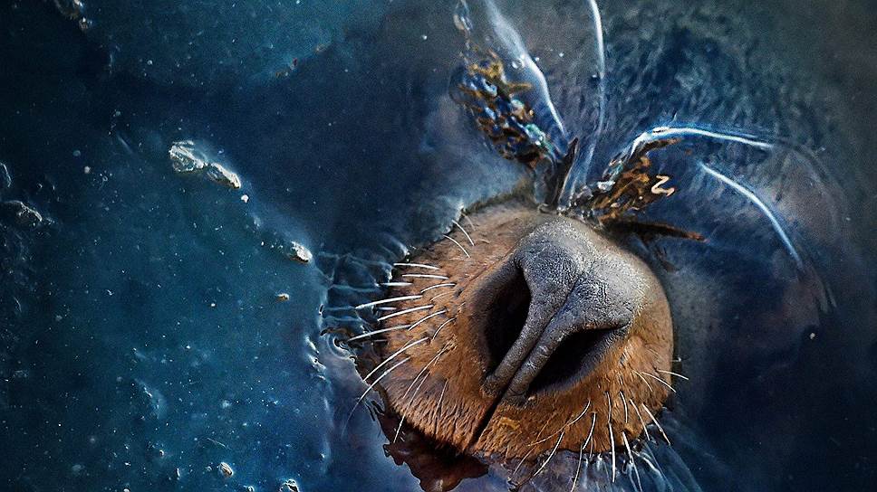 Ушастный лев (или сивуч) — обитатель бухты Моховая