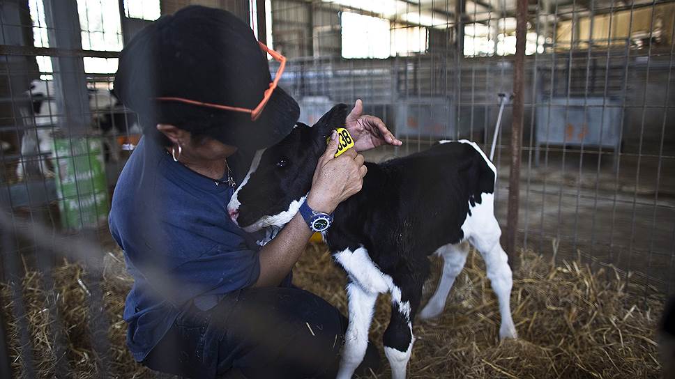 Мясные породы скота в Израиле выращивают только на Голанах: пастбища позволяют