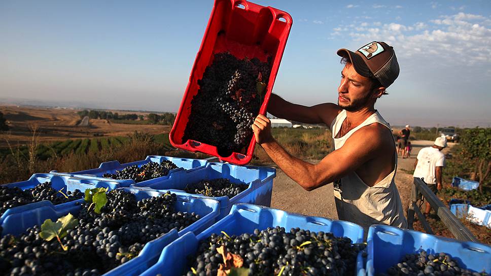 Но самый узнаваемый в мире продукт этих мест — вина Голанских высот. На фото — сбор урожая