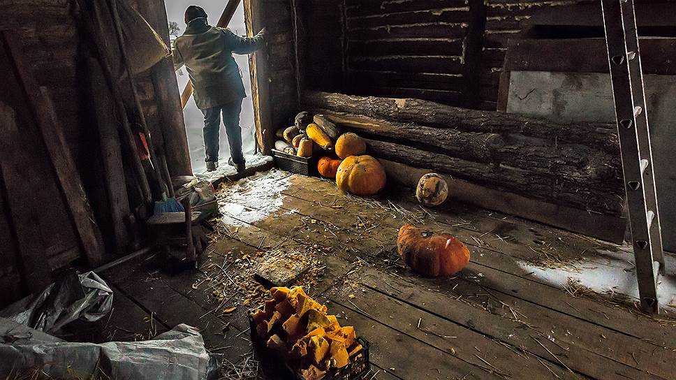 Тыквы пойдут на корм поросятам