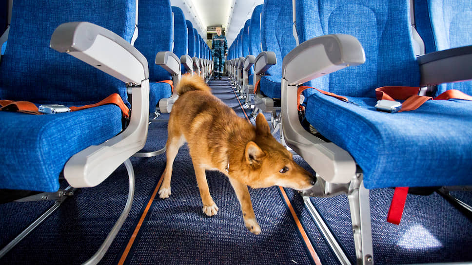 Шалайка работает в салоне самолета