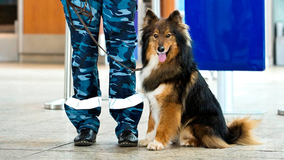 Большинство кинологов в «Аэрофлоте» — женщины