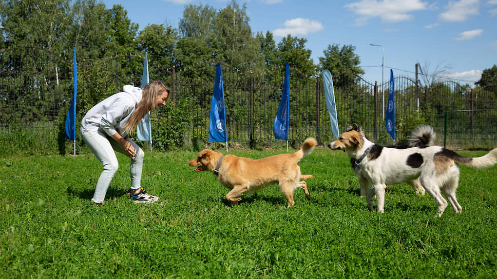 В собачьем приюте «пенсионерам» скучать не приходится