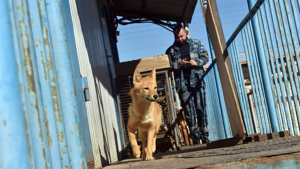 Два года упорных тренировок — и шалайка поступает на службу