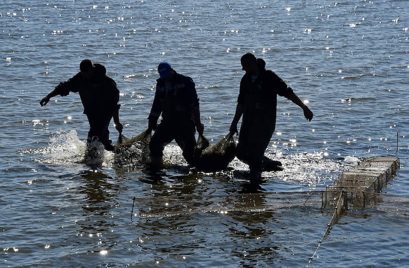Для разведения креветок подходит морская вода