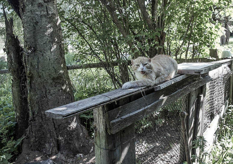 Кот Рыжик здесь за местного жителя
