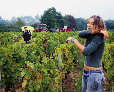Сбор винограда для божоле ново продолжается две недели