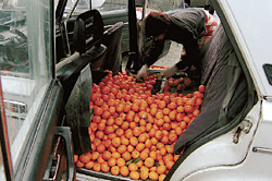Во время сбора урожая все, что может ездить, перевозит цитрусовые