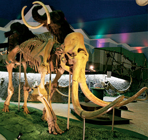 На аукционе Christie's такие скелеты уходят за 300 тысяч долларов