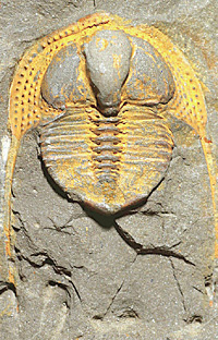 Первые представители морской фауны появились сразу и как бы из ниоткуда