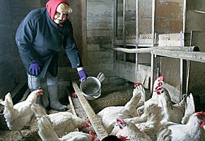 Когда бабушка Галина идет кормить курей, сердце замирает: все ли целы?