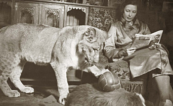 Львица Кинули и прославившая ее Вера Чаплина