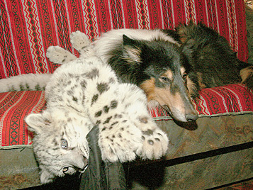 Большая кошка всегда поладит с собакой