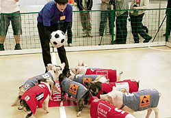 Поросячье троеборье включает бега, свинбол (на фото) и плавание