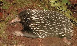 Длинноносая ехидна