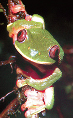 Новый вид древесной лягушки