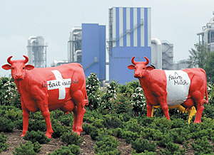 Швейцарские буренки остаются эталоном качества