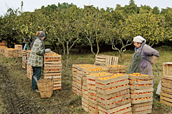Сборщики мандаринов получают в среднем по рублю за килограмм
